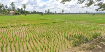 area persawahan di Desa Manunggal jaya