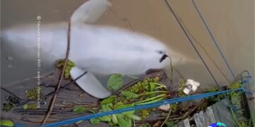 Pesut Upin ditemukan mati/Dok YK RASI