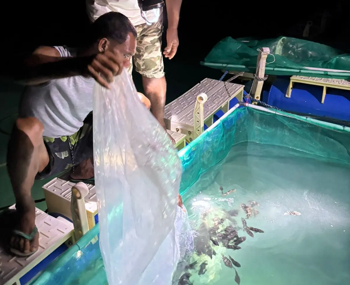 Proses Budidaya Ikan Kerapu © YLBKD/GC