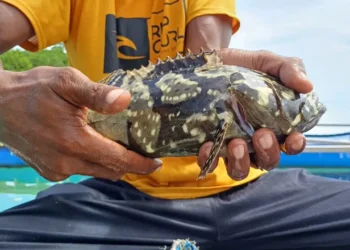 Potret Salah Satu Ikan Kerapu © YLBKD/GC