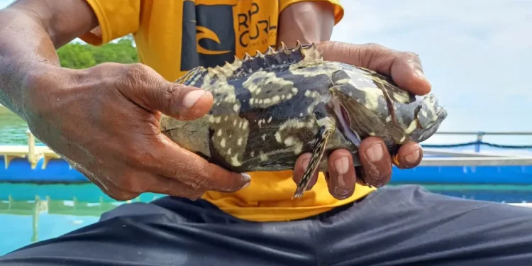 Potret Salah Satu Ikan Kerapu © YLBKD/GC