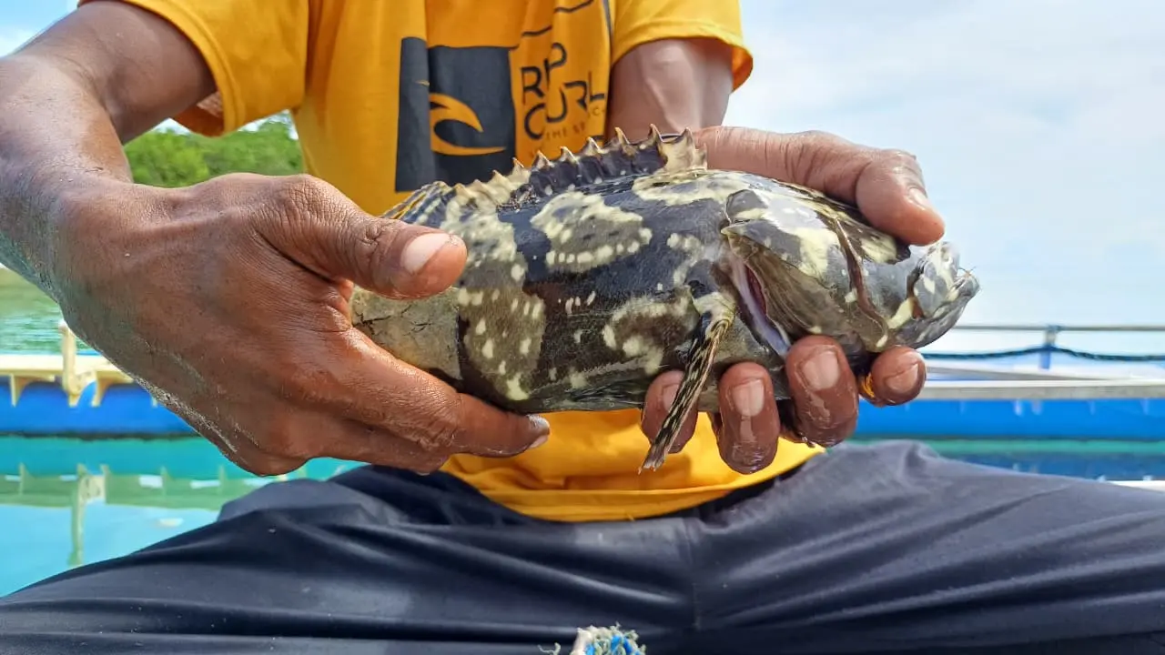 Potret Salah Satu Ikan Kerapu © YLBKD/GC