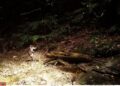 Kamera jebak menangkap gambar satwa endemik Lutung Kutai di bentang alam Wehea-Kelay.