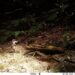 Kamera jebak menangkap gambar satwa endemik Lutung Kutai di bentang alam Wehea-Kelay.