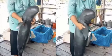 Finless Porpoise (Gondal nirsirip) yang beredar di media sosial/Tiktok