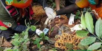 Orangutan yang diselamatkan/Instagram bksda_kaltim