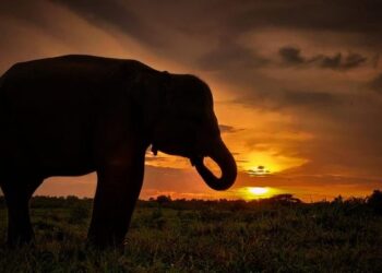 ilustrasi gajah/Istimewa