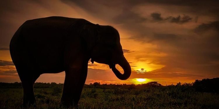 ilustrasi gajah/Istimewa