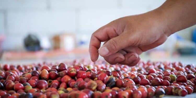 Kopi Liberika/Humas Otorita Ibu Kota Nusantara