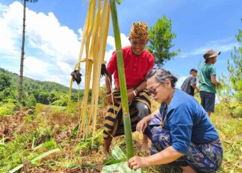 Masyarakat Adat Toraya menggelar ritual adat Ma’ Karerang/Aliansi Masyarakat Adat Nusantara