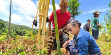 Masyarakat Adat Toraya menggelar ritual adat Ma’ Karerang/Aliansi Masyarakat Adat Nusantara