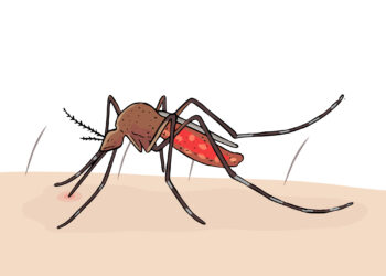 Ilustrasi Nyamuk Penyebab Malaria/ Freepik
