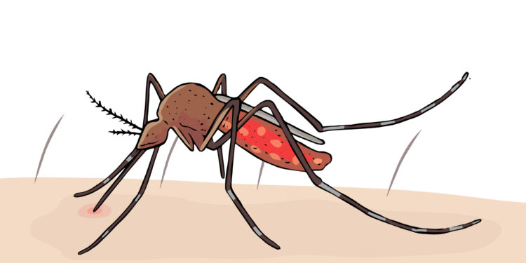 Ilustrasi Nyamuk Penyebab Malaria/ Freepik