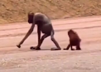 Induk Orangutan yang berjalan bersama anaknya di jalan hauling tambang Kutim/Istimewa