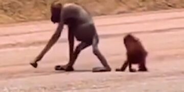 Induk Orangutan yang berjalan bersama anaknya di jalan hauling tambang Kutim/Istimewa