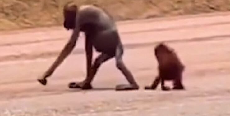 Induk Orangutan yang berjalan bersama anaknya di jalan hauling tambang Kutim/Istimewa