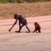 Induk Orangutan yang berjalan bersama anaknya di jalan hauling tambang Kutim/Istimewa