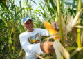 Petani memanen jagung (foto: Pupuk Kaltim)