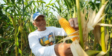 Petani memanen jagung (foto: Pupuk Kaltim)