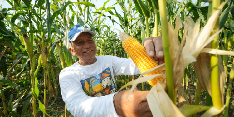 Petani memanen jagung (foto: Pupuk Kaltim)