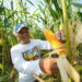 Petani memanen jagung (foto: Pupuk Kaltim)